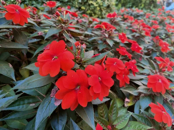 Buske Med Röda Blommor Offentlig Trädgård Högkvalitativt Foto — Stockfoto