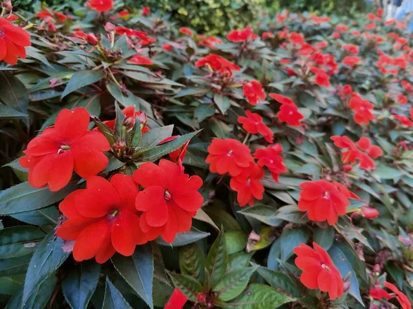 Vörös Virágok Bokra Nyilvános Kertben Kiváló Minőségű Fénykép — Stock Fotó