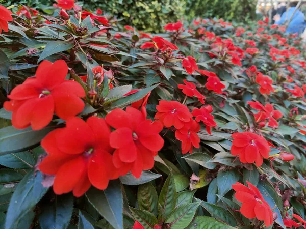 Buske Med Röda Blommor Offentlig Trädgård Högkvalitativt Foto — Stockfoto