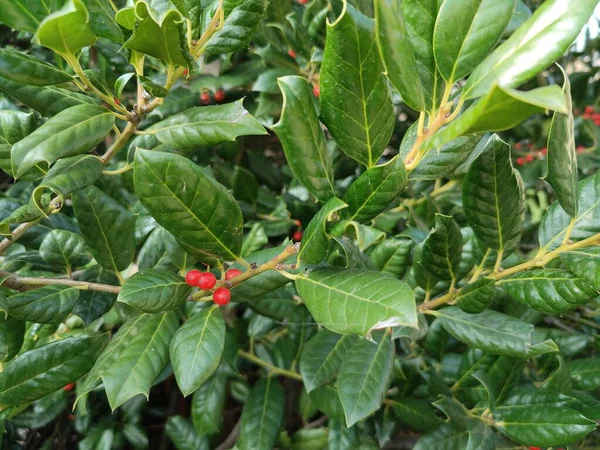 Conifères Aux Fruits Baies Rouges Photo Haute Qualité — Photo