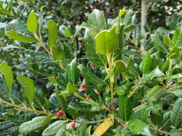 Árbol Coníferas Con Frutas Bayas Rojas Foto Alta Calidad —  Fotos de Stock