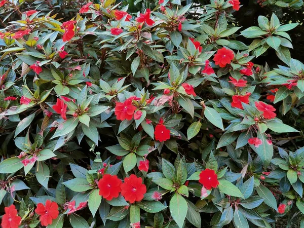 Arbusto Flores Rojas Jardín Público Foto Alta Calidad — Foto de Stock