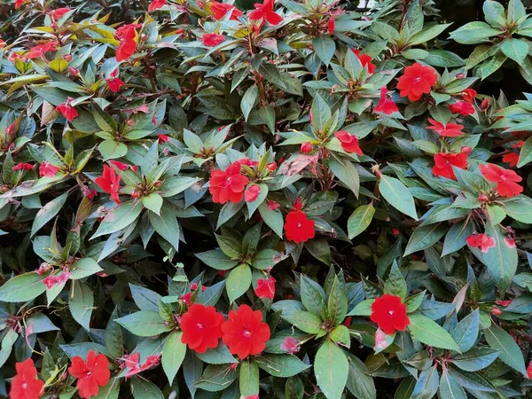 Arbusto Flores Rojas Jardín Público Foto Alta Calidad — Foto de Stock