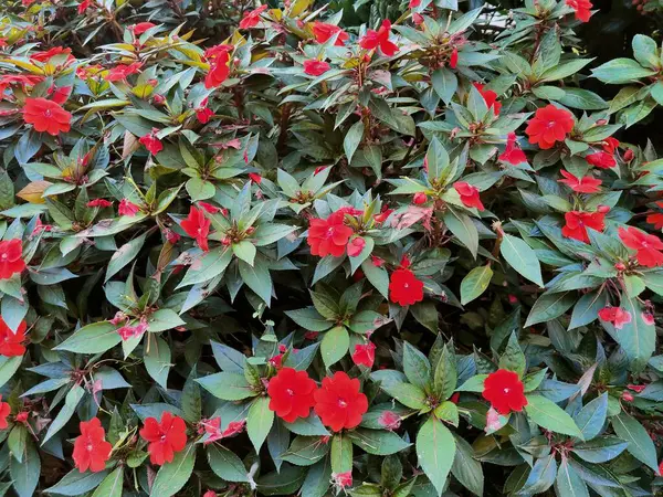 公共の庭の赤い花の茂み 高品質の写真 — ストック写真