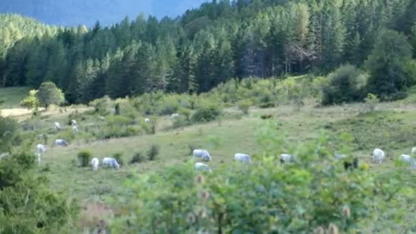 Mucche Pascolo Sulle Colline Del Parco Nazionale Abruzzo Vicino Lago — Video Stock