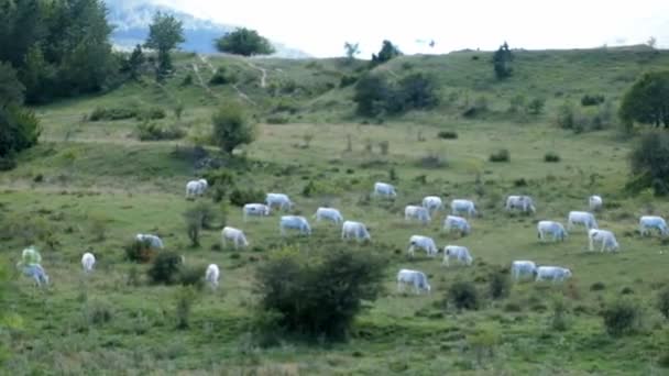Koeien Grazen Heuvels Van Het Abruzzo National Park Buurt Van — Stockvideo