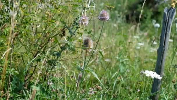 Vadvirágok Abruzzo Nemzeti Park Dombjain Közel Barrea Tóhoz Kiváló Minőségű — Stock videók