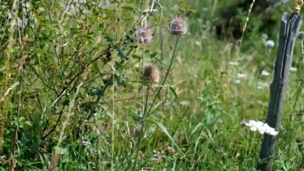 Fleurs Sauvages Sur Les Collines Parc National Des Abruzzes Près — Video