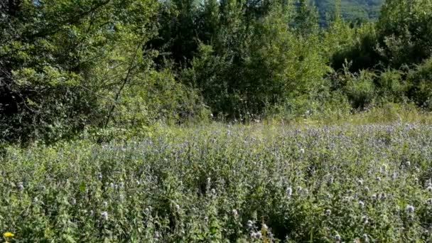 Wilde Bloemen Heuvels Van Het Abruzzo National Park Buurt Van — Stockvideo