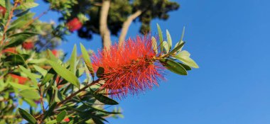 Close-up of a callistemon citrinus plant with red flowers in the seaside resort of San Vincenzo, Italy. High quality photo
