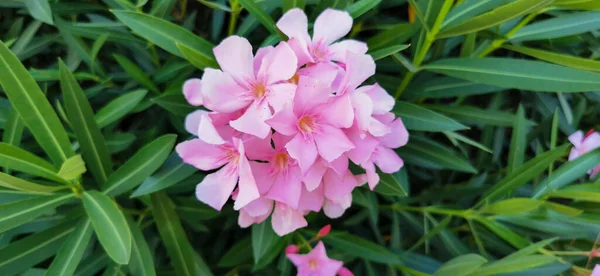 Close Uma Flor Rododendro Rosa Foto Alta Qualidade — Fotografia de Stock