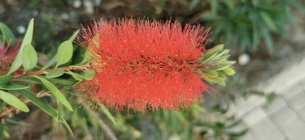 Gros Plan Une Plante Agrumes Callistemon Avec Des Fleurs Rouges — Photo