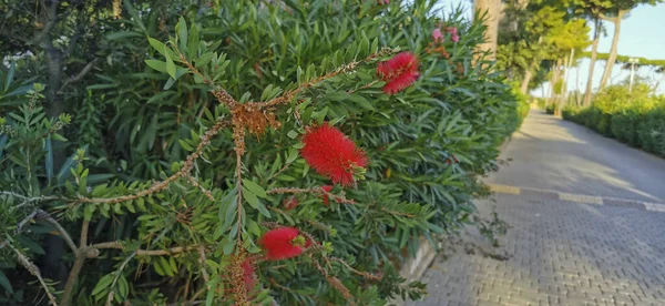 Close Callistemon Citrinus Plant Red Flowers Seaside Resort San Vincenzo — Stockfoto