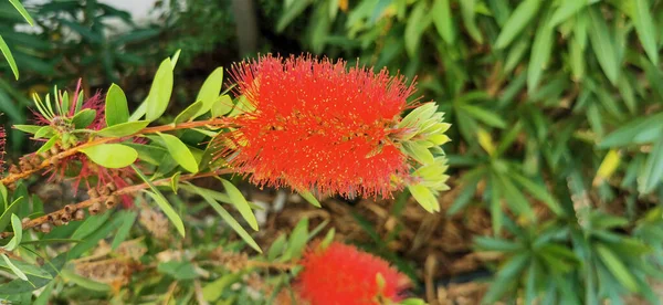 Close Callistemon Citrinus Plant Red Flowers Seaside Resort San Vincenzo — Fotografia de Stock