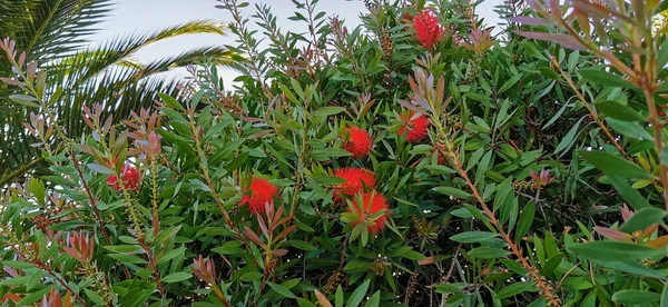 Gros Plan Une Plante Agrumes Callistemon Avec Des Fleurs Rouges — Photo