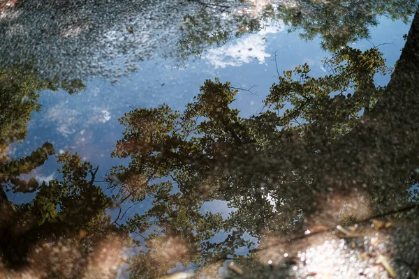 Närbild Vattenpöl Vägen Efter Regnet Med Träd Och Blå Himmel — Stockfoto