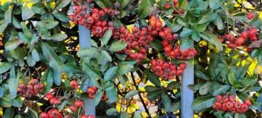 Kırmızı Cotoneaster böğürtlenlerine yakın çekim. Yüksek kalite fotoğraf