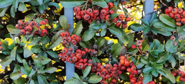 Close Red Cotoneaster Berries High Quality Photo — Stock Photo, Image
