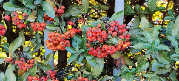 Close Red Cotoneaster Berries High Quality Photo — Stock Photo, Image