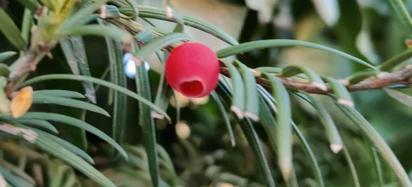 Zbliżenie Czerwonych Jagód Taxus Baccata Wysokiej Jakości Zdjęcie — Zdjęcie stockowe