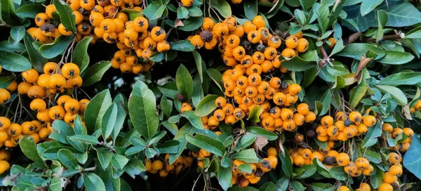 Primo Piano Bacche Cotoneaster Rosso Foto Alta Qualità — Foto Stock