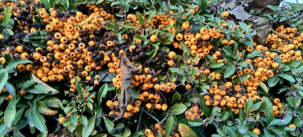 Primer Plano Las Bayas Rojas Cotoneaster Foto Alta Calidad — Foto de Stock