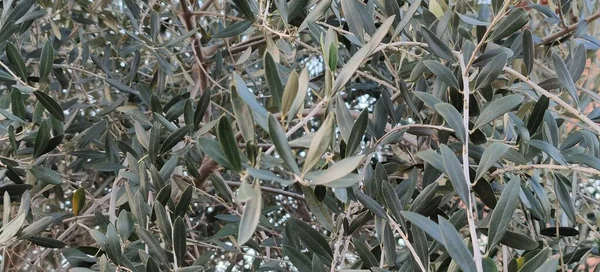 Close Olea Europaea Leaves Foto Berkualitas Tinggi — Stok Foto