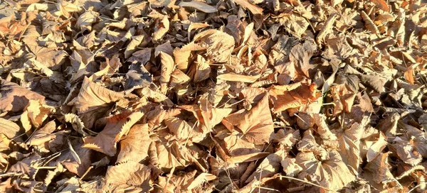 Teppich Aus Trockenen Blättern Sonnigen Tagen Hochwertiges Foto — Stockfoto