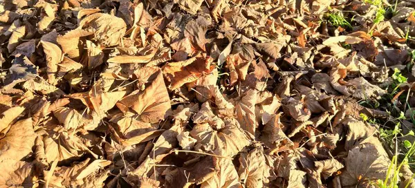 Teppich Aus Trockenen Blättern Sonnigen Tagen Hochwertiges Foto — Stockfoto