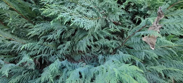 Зразковий Вигляд Рослини Thuja Occidentalis Фотографія Високої Якості — стокове фото