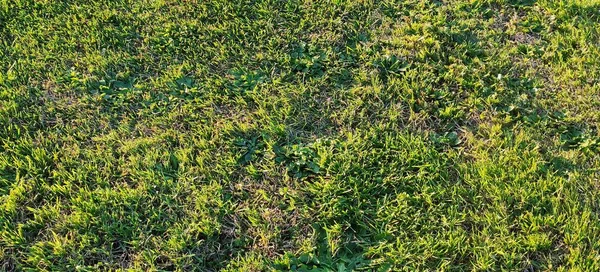牧草地のトップビュー 高品質の写真 — ストック写真