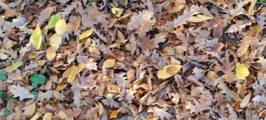 Güneşli bir günde kuru meşe yaprağı halısı. Yüksek kalite fotoğraf