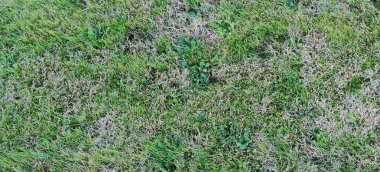 Çayırın en üst manzarası. Yüksek kalite fotoğraf