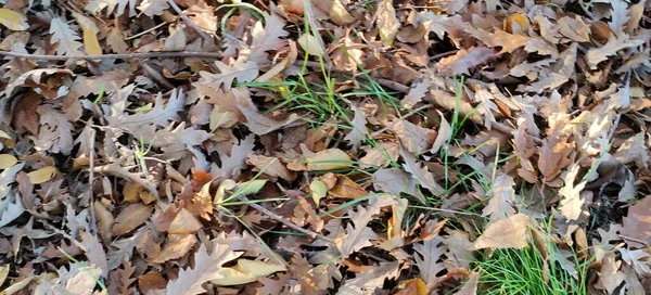 Carpet Dry Oak Leaves Sunny Day High Quality Photo — Stock Photo, Image