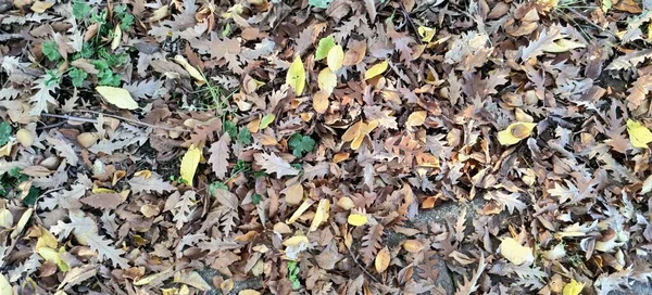 Teppich Aus Trockenen Eichenblättern Sonnigen Tagen Hochwertiges Foto — Stockfoto