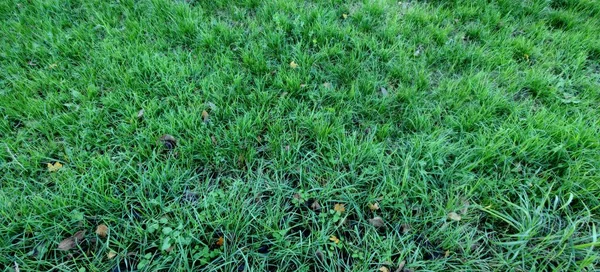 一个绿草草坪的特写 高质量的照片 — 图库照片