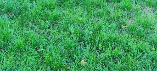 Zbliżenie Zielonego Trawnika Wysokiej Jakości Zdjęcie — Zdjęcie stockowe