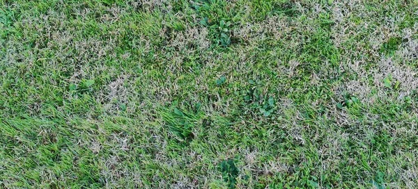 Blick Von Oben Auf Eine Wiese Hochwertiges Foto — Stockfoto