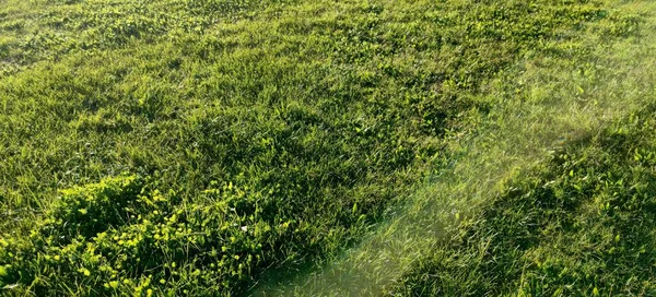 Blick Von Oben Auf Eine Wiese Hochwertiges Foto — Stockfoto