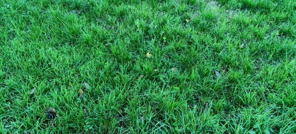 Nahaufnahme Eines Grünen Rasens Hochwertiges Foto — Stockfoto