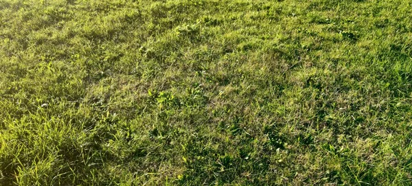 Blick Von Oben Auf Eine Wiese Hochwertiges Foto — Stockfoto