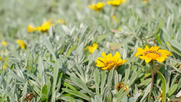 Gula blommor i Gazanien på en grön gräsmatta — Stockvideo