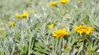 Yeşil çimlerin üzerinde Gazania 'nın sarı çiçekleri