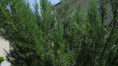 Rosmarinus Officinalis 'in çalılığına yakın. Yüksek kalite 4k görüntü