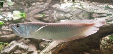 Osteoglossum bisiroz gümüş arowana güneş ışığı akvaryumunda. yüksek kaliteli fotoğraf