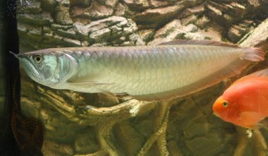 Osteoglossum bisiroz gümüş arowana güneş ışığı akvaryumunda. yüksek kaliteli fotoğraf