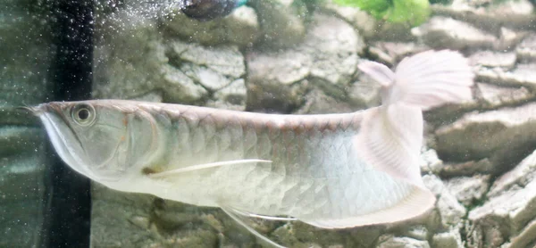 Osteoglossum Bicirrhosum Silver Arowana Słonecznym Akwarium Wysokiej Jakości Zdjęcie — Zdjęcie stockowe