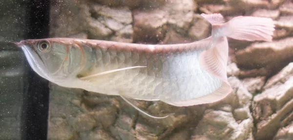 Osteoglossum Bisiroz Gümüş Arowana Güneş Işığı Akvaryumunda Yüksek Kaliteli Fotoğraf — Stok fotoğraf