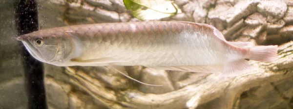 Osteoglossum Biirrhosum Silver Arovana Акваріумі Сонячного Світла Високоякісна Фотографія — стокове фото