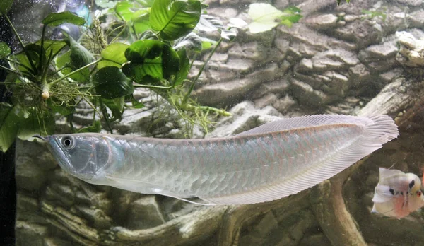 Osteoglossum Bicirrhosum Silver Arowana Akuarium Cahaya Matahari Foto Berkualitas Tinggi — Stok Foto